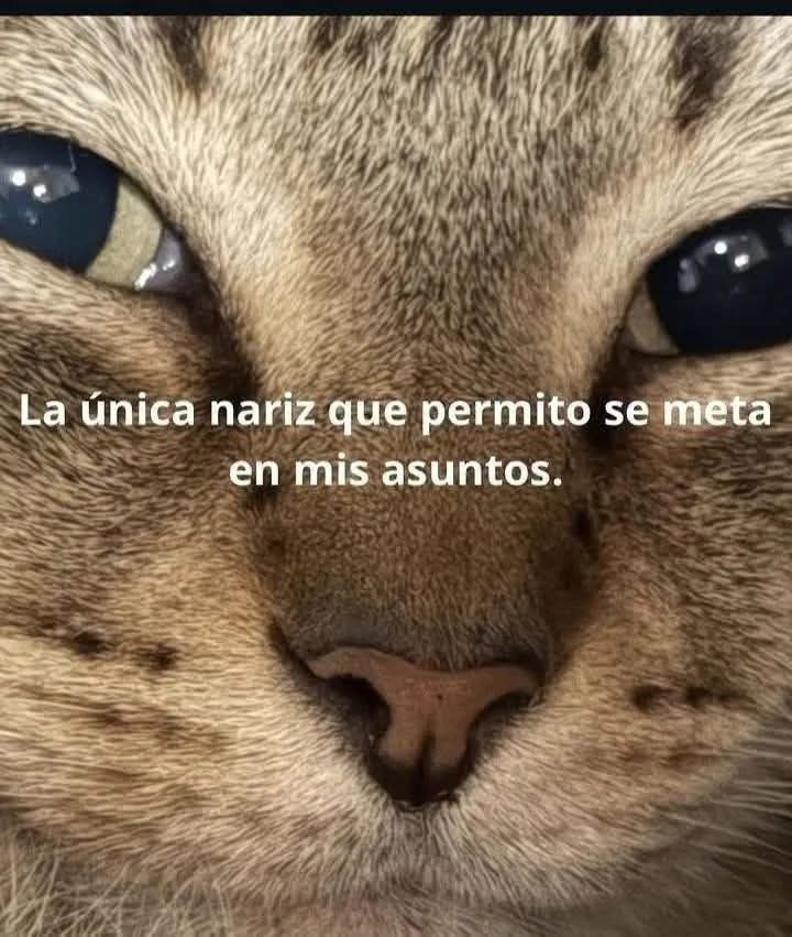 Dilo con gatitoz tweet media