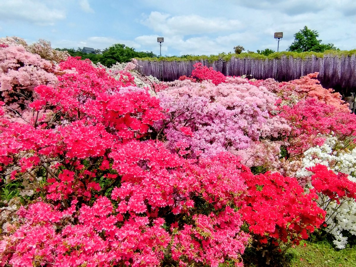 らくよ tweet media