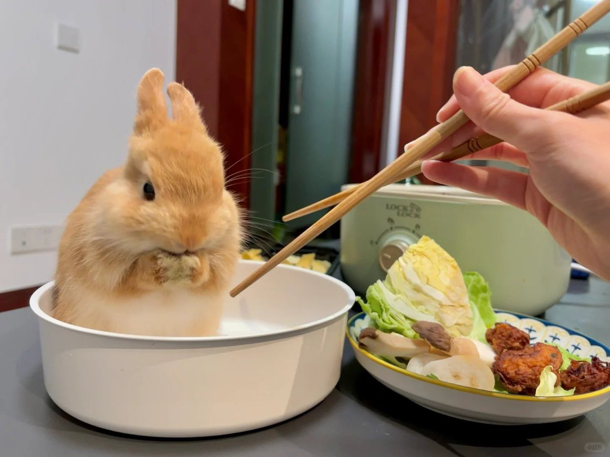 Why you should have a rabbit tweet media