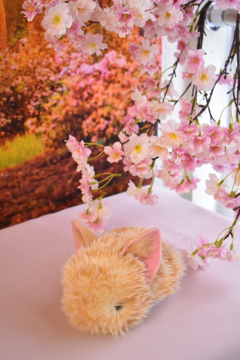 studio Edelstein(スタジオ エーデルシュタイン) tweet media