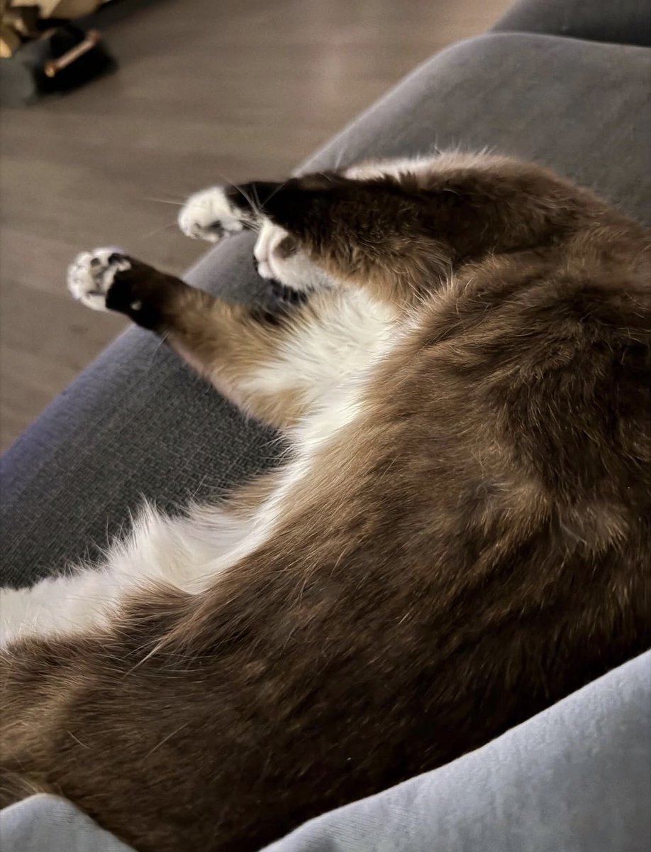 Daily Auron Cats ⋆˙⟡ tweet media