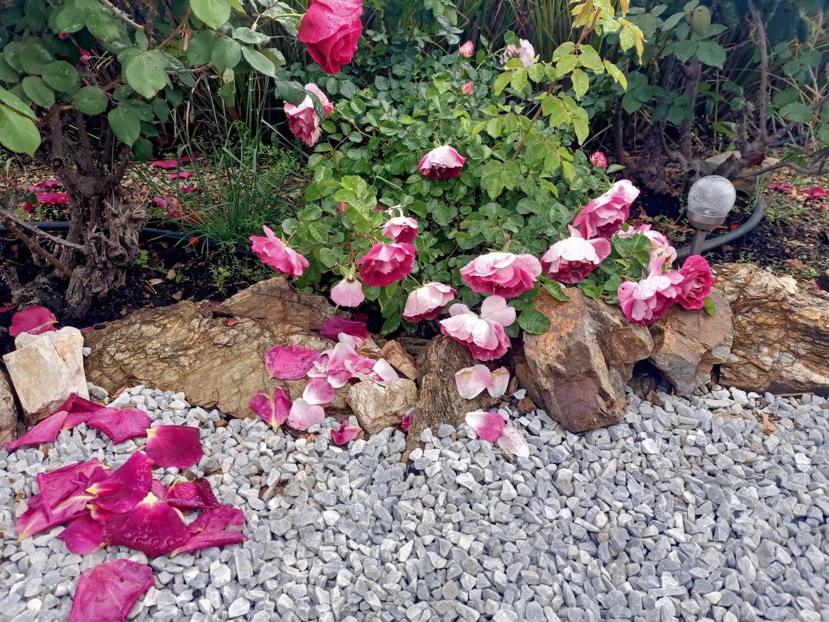 Marina Fransen tweet media