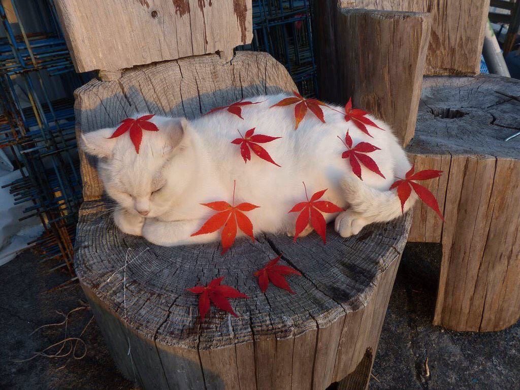 daily kazuha 🍓 tweet media