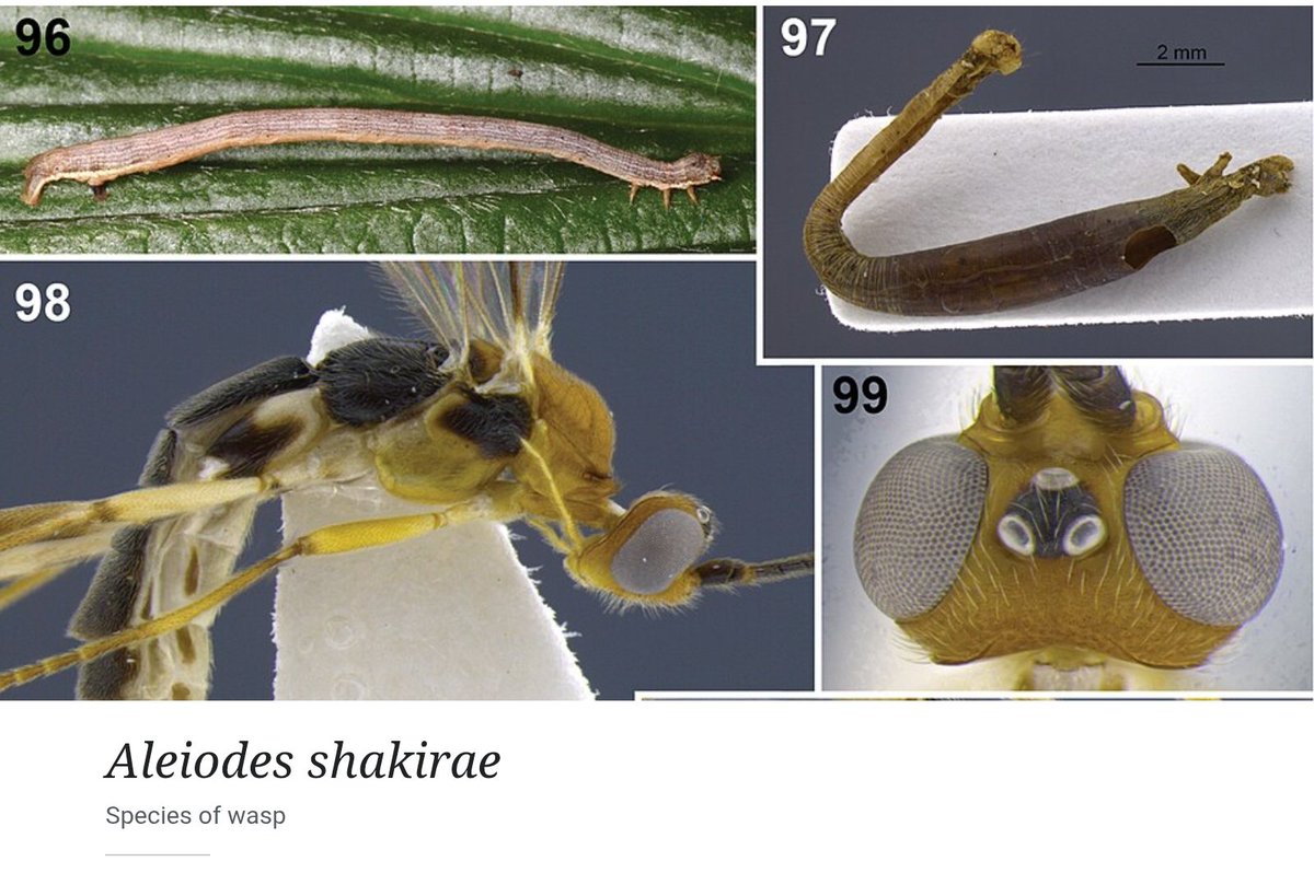 atlas :) tweet media