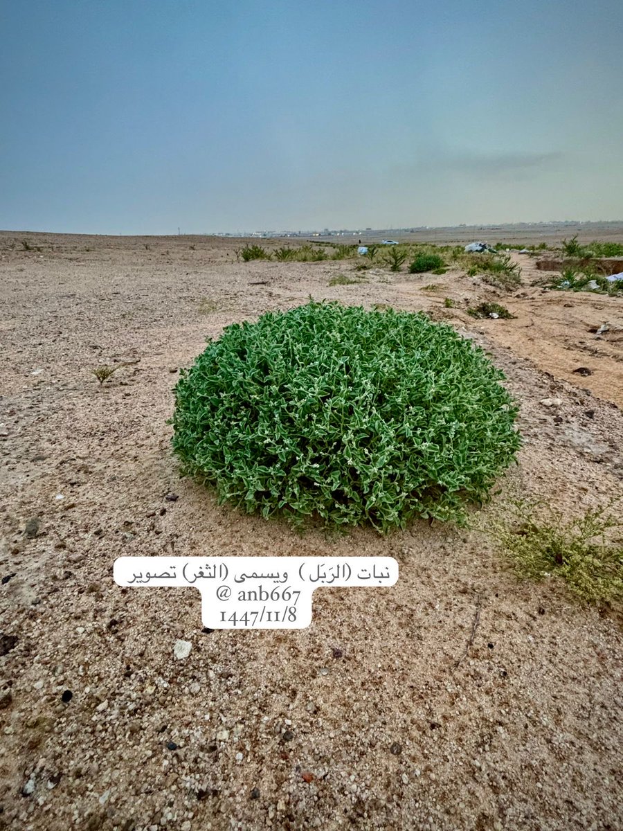 عبدالله ناصر البكيري tweet media