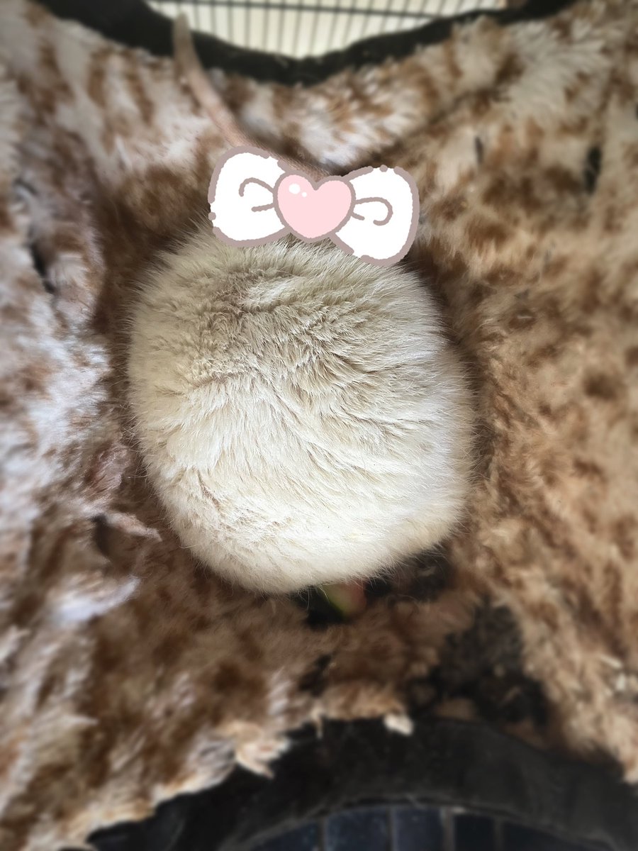 ʕ⸝⸝⸝˙Ⱉ˙⸝⸝⸝ʔ KαԵ 🍥 ( -29 / 52ᴋɢ ) tweet media