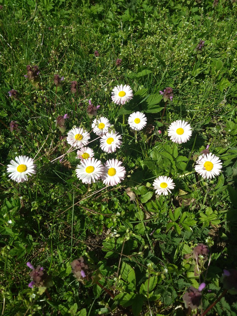 SpiderLily tweet media