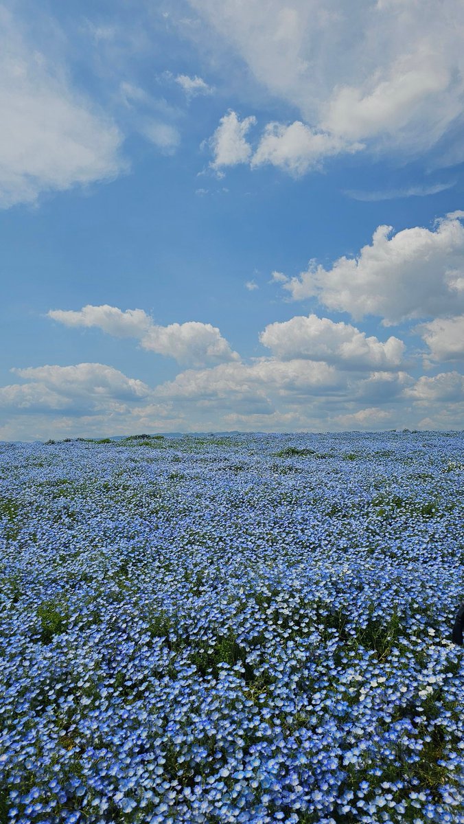 cocoa AI illustrations tweet media