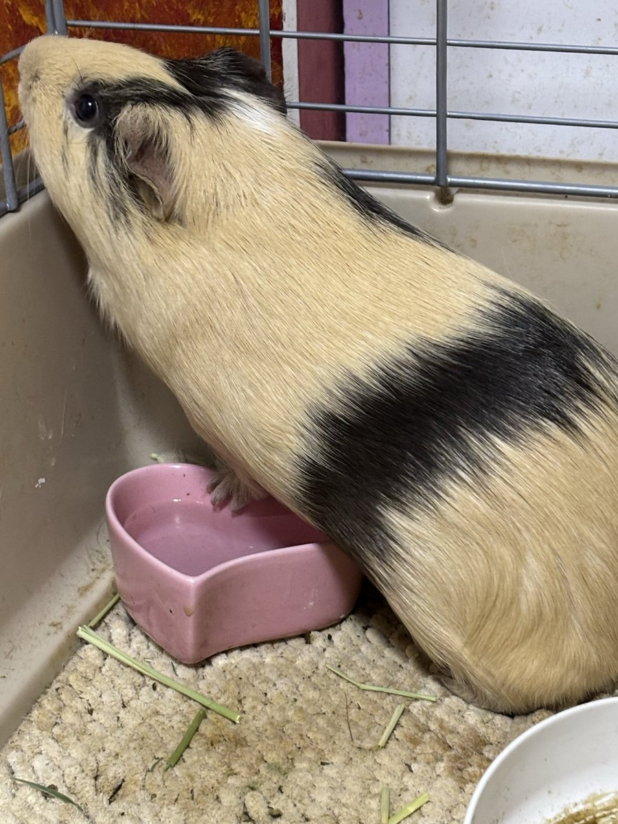 アメちゃんは外にいるグミちが気になる🫣