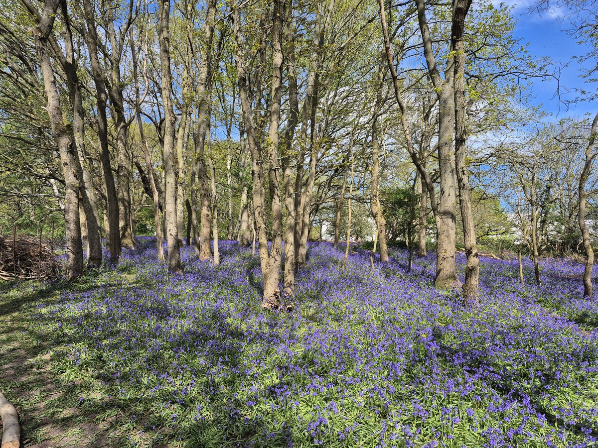 Louise Griffiths tweet media