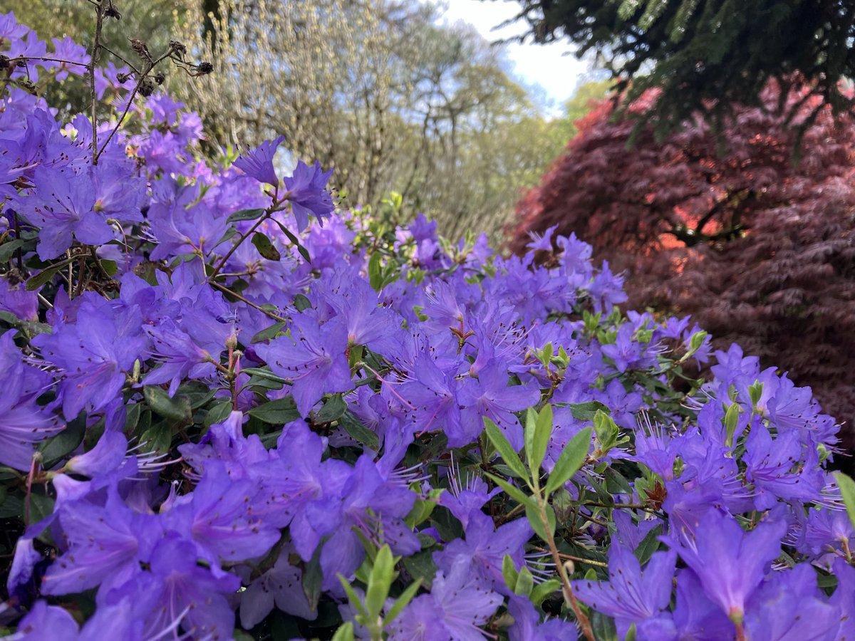Festival de couleurs (et de parfum pour certains) avec la collection de Rhododendrons @mountcongreve