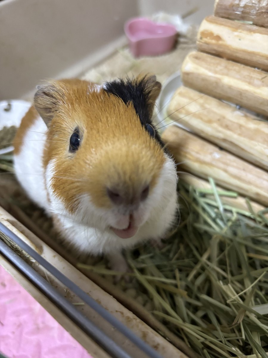 なんでしゅかね❓