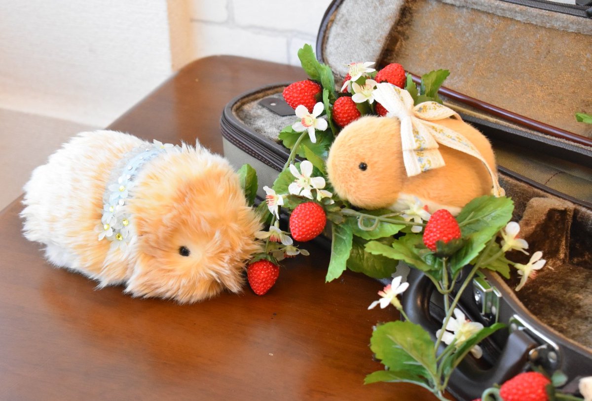 studio Edelstein(スタジオ エーデルシュタイン) tweet media