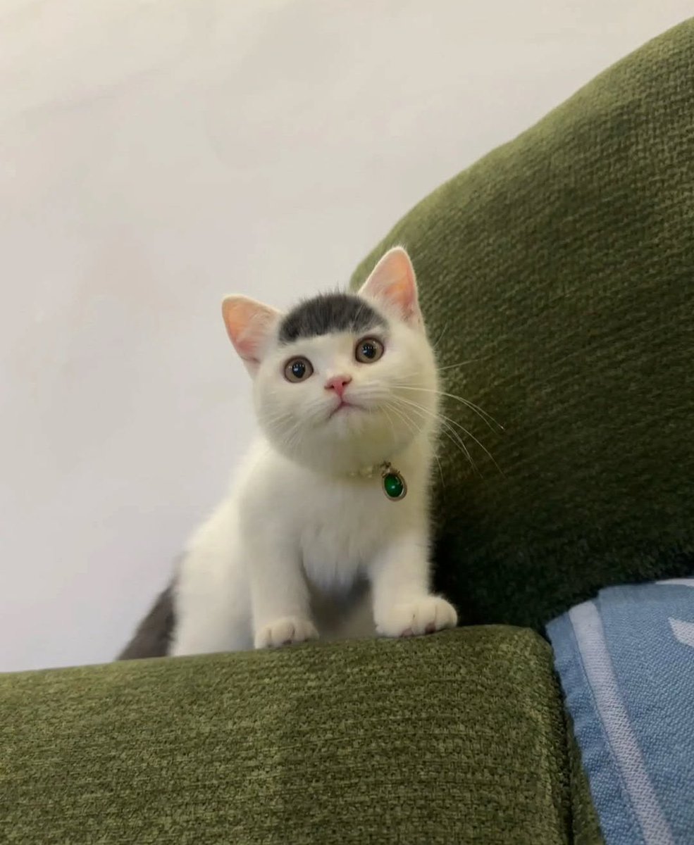 애옹이애옹 🫑🌱🍉 tweet media