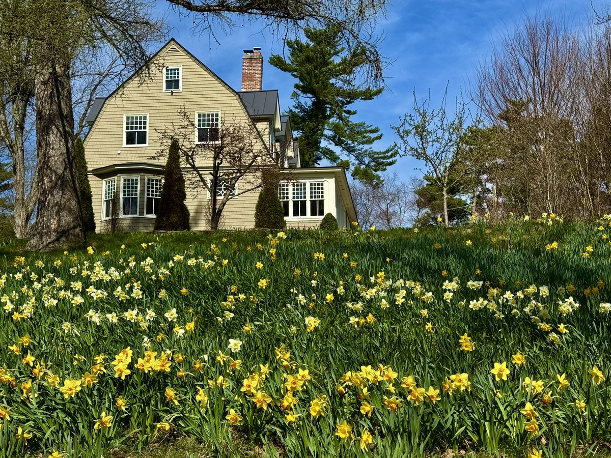BryanMarquard's tweet image. Never "too many" at the daffodil house, two or so miles away. I've never met the people who live there, but I'm grateful for their efforts. #flower #flowerstagram