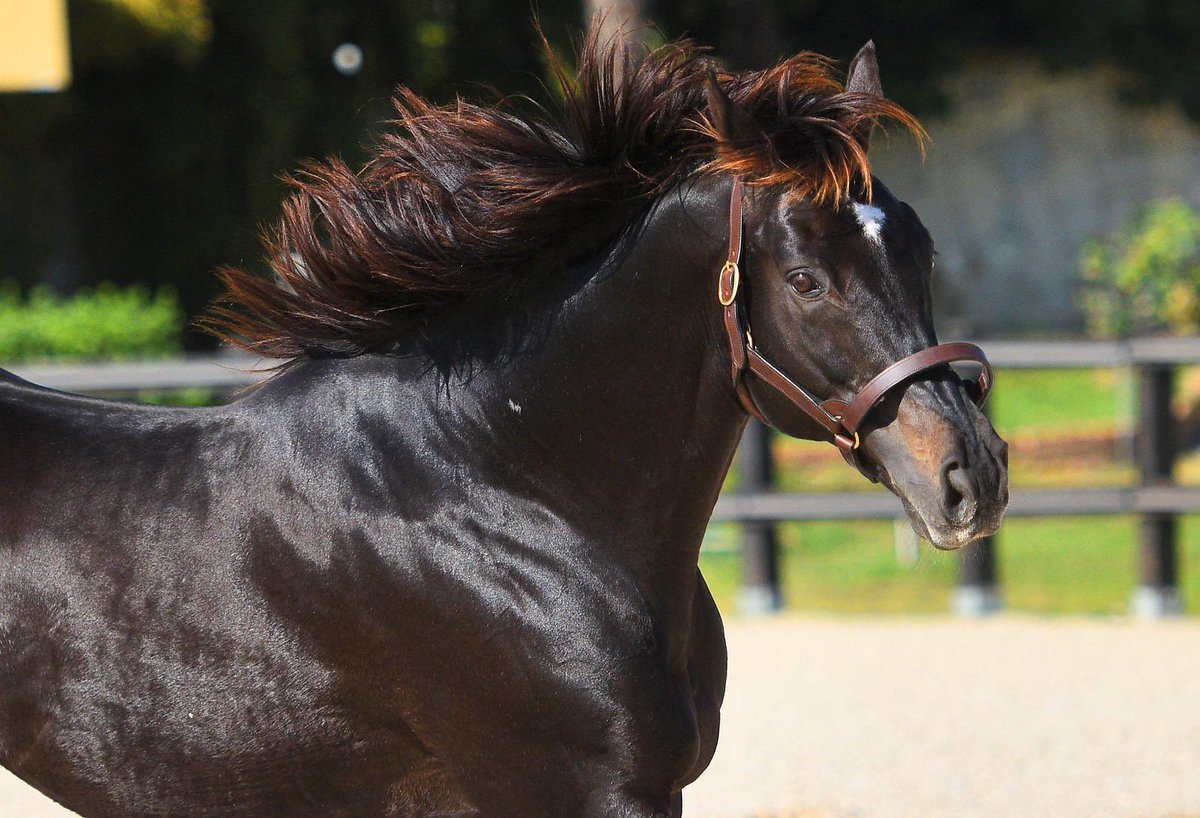 Emirsoy Harası tweet media