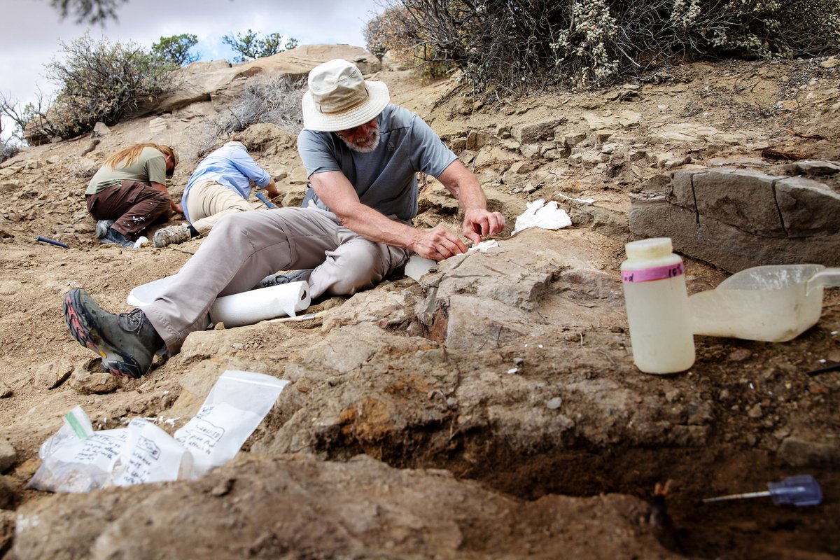 NHMU's tweet image. On behalf of @NHMU, we extend our utmost gratitude and admiration to Randy Johnson for an extraordinary milestone: 20,000 hours of volunteer service at the Museum! Read more: bit.ly/4mS2i3o

#NationalVolunteerWeek
@UUtah #SaltLakeCity @KSLcom @KUTV2News @ktvx @fox13
