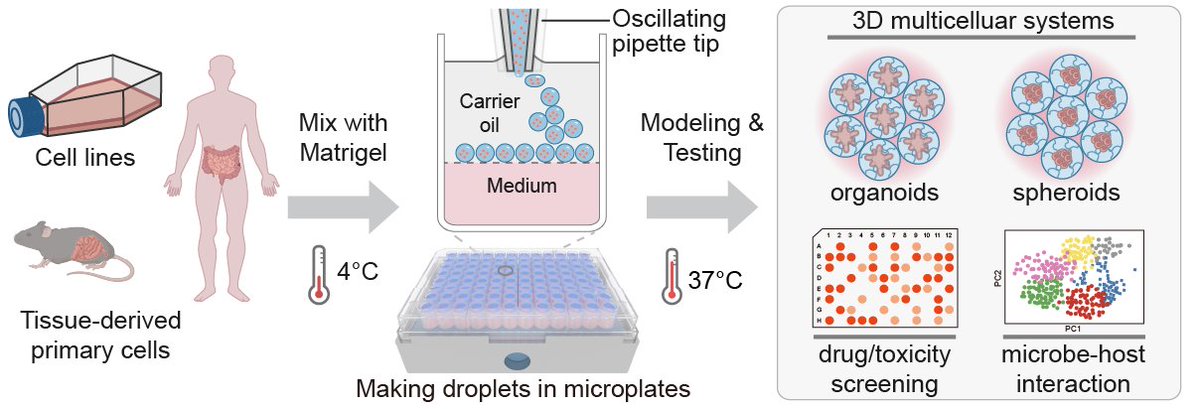 feeuoo's tweet photo. Excited to share our new paper in Microsystems &amp; Nanoengineering:
We developed OsciSphere, a platform for high-fidelity bioassembly of organoids and spheroids, enabling scalable drug screening, tumor–immune modeling, and precision oncology
https://t.co/MidKEXt9St https://t.co/Z99UWJgb4d