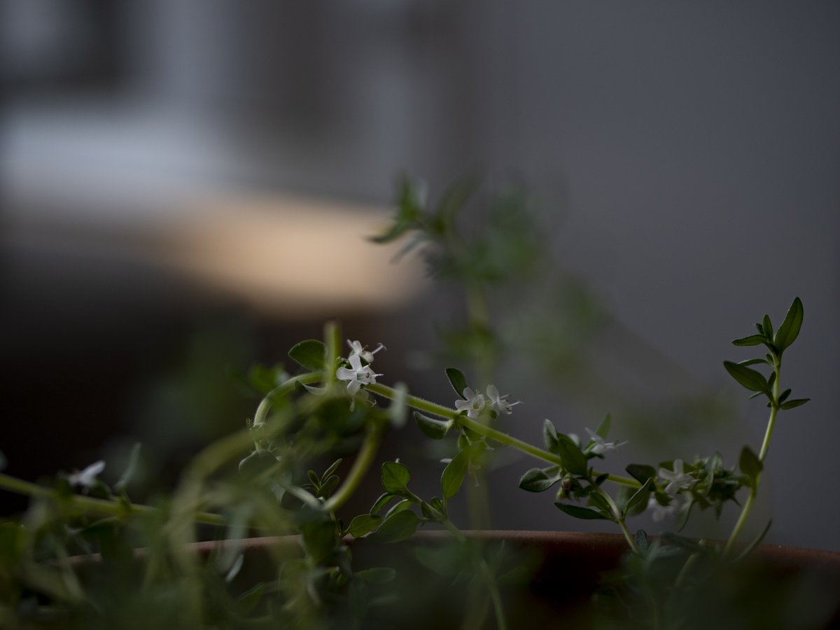 hideonakane's tweet image. 白い

2026-04-26 by hideonakane
日。

タイムの花。
ワイルドストロベリーもひとつ咲いた。
20260426
#殺傷武器輸出反対
#NoWar
#Thyme
#wildstrawberry
#ちいさなくに 
#intenyears