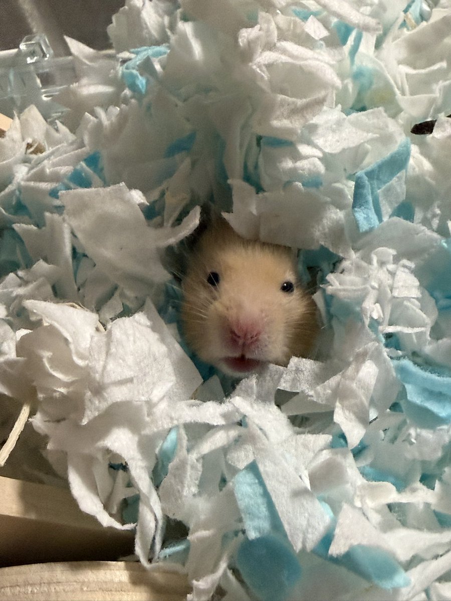 ほたて🐹 tweet media