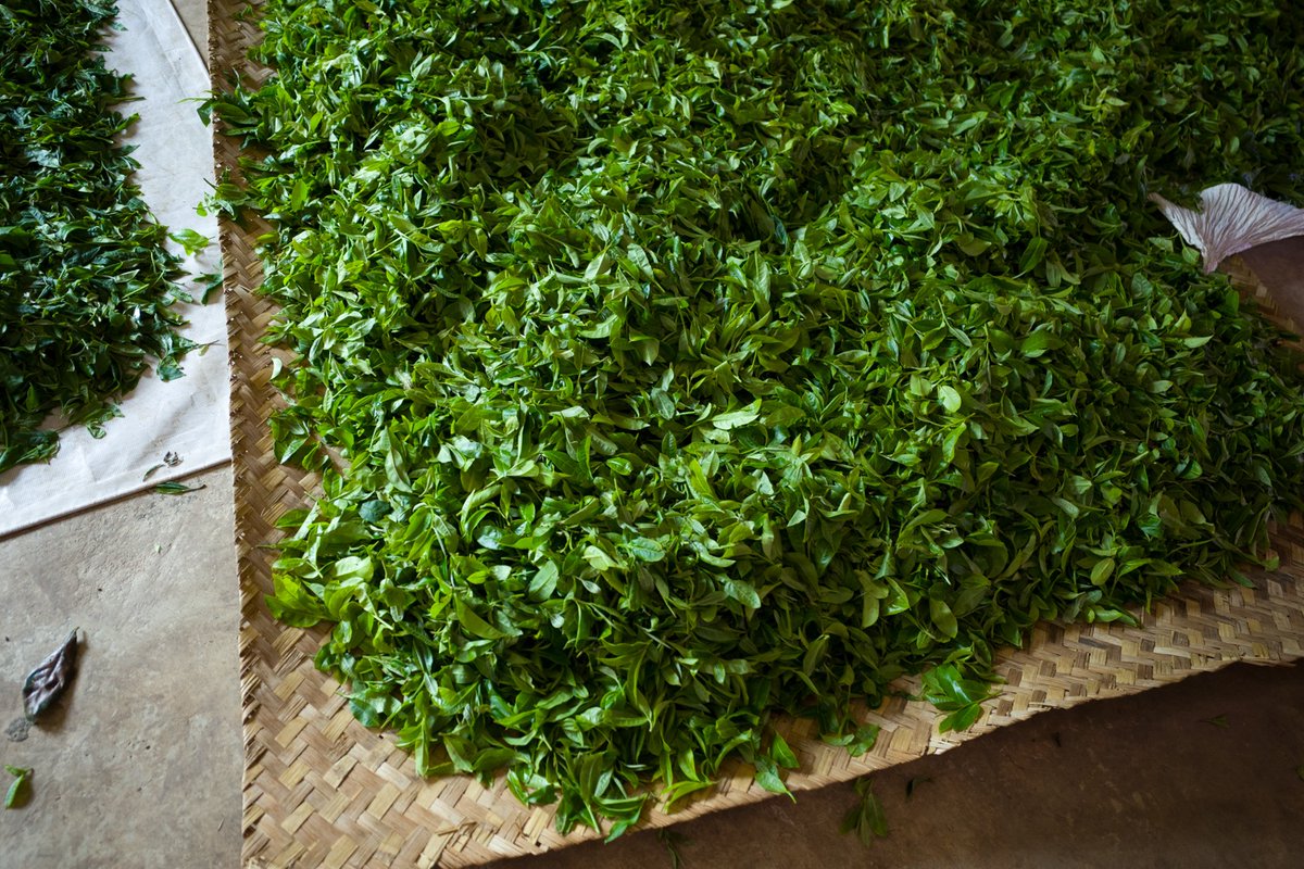 お茶の専門店HOJO tweet media