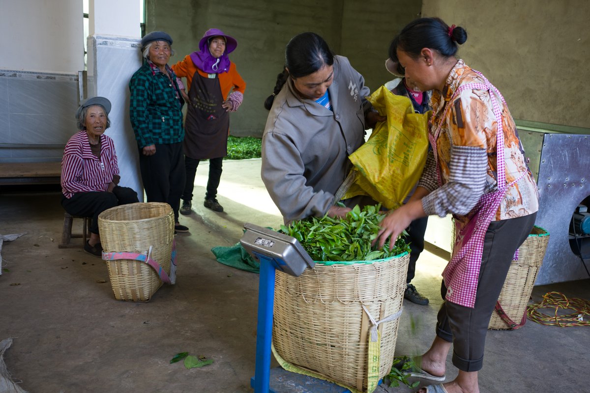 お茶の専門店HOJO tweet media