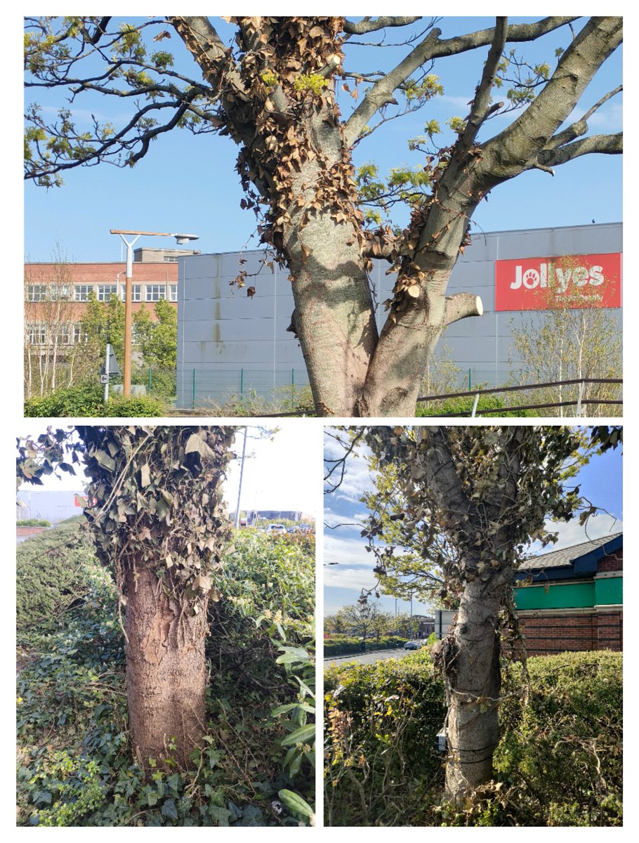 Cutting ivy from trees in the UK and Ireland is ecological vandalism.

It does nothing to help the tree, it does not make the place "tidy"....it just hurts wildlife 🐝🪶