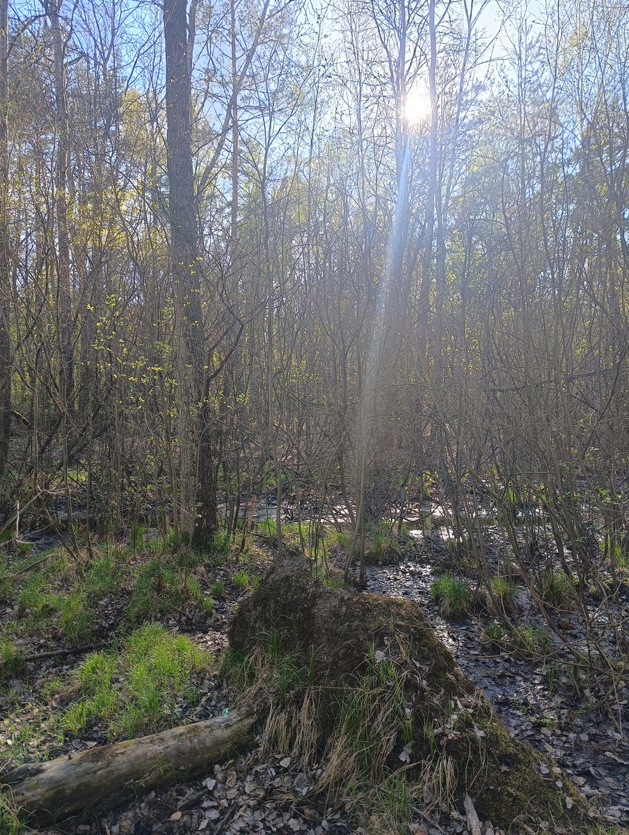 GGanszczyk's tweet image. Wiosenna włóczęga rowerem po lesie. 😎❤️☀️🌳🌲🚴 #bike #Forest #weekendvibes #April #Spring #NaturePhotography #Katowice #Śląsk