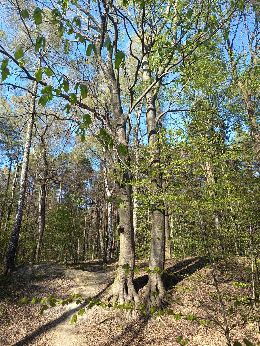 GGanszczyk's tweet image. Wiosenna włóczęga rowerem po lesie. 😎❤️☀️🌳🌲🚴 #bike #Forest #weekendvibes #April #Spring #NaturePhotography #Katowice #Śląsk