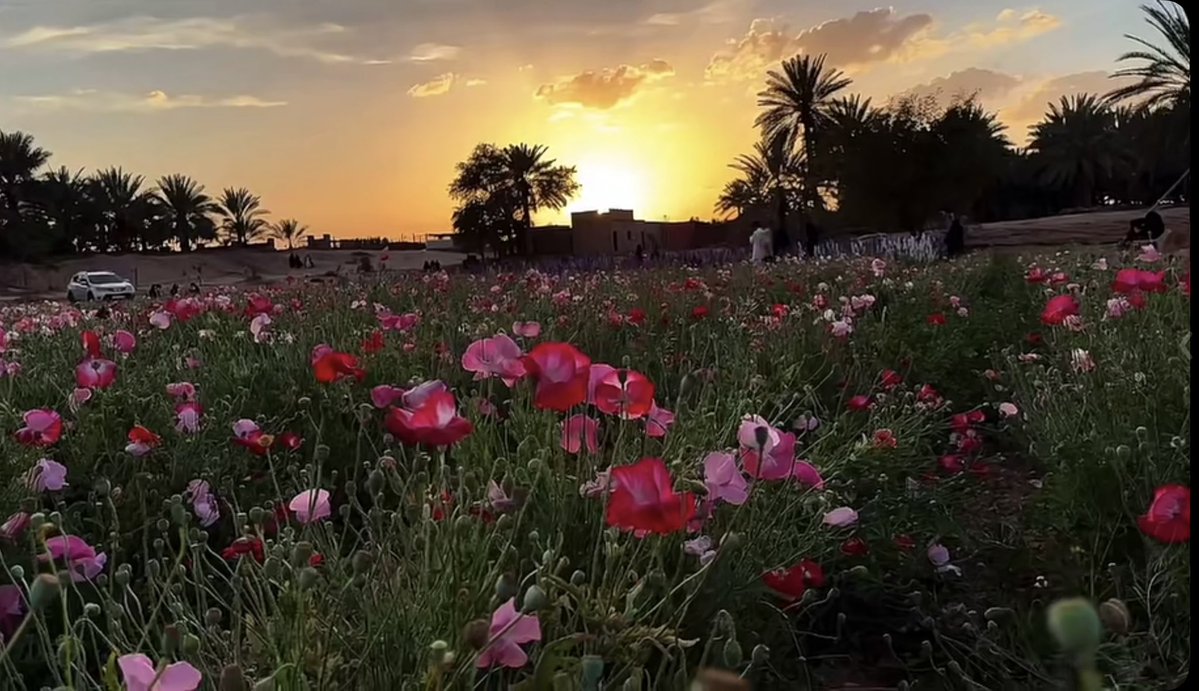 حُلم بنت خالد  tweet media