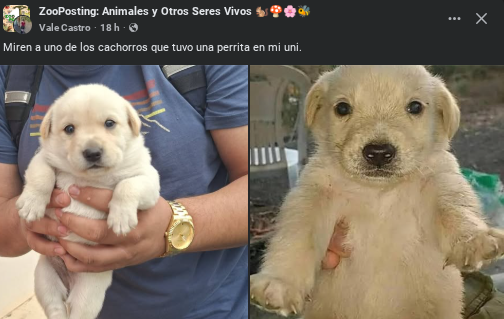 Una hormiga que mira tu post 🐜 tweet media