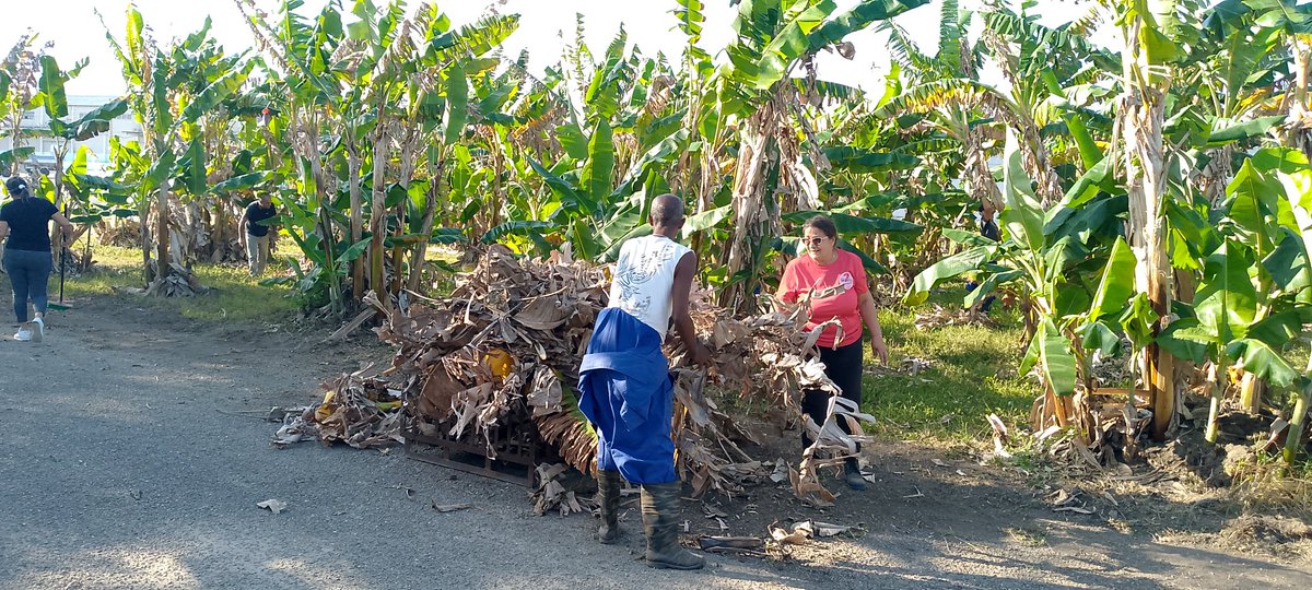 MatanzasUni's tweet image. En saludo al 1ro de mayo, los trabajadores de Universal Matanzas cambiaron sus tareas habituales por limpieza, pintura y cuidado de sus áreas. Un acto de pertenencia y compromiso. Así honran el Día del Trabajador: con hechos, unidad y amor.  #1roDeMayo  #JuntoCreamos