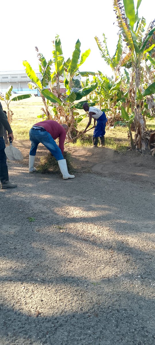 MatanzasUni's tweet image. En saludo al 1ro de mayo, los trabajadores de Universal Matanzas cambiaron sus tareas habituales por limpieza, pintura y cuidado de sus áreas. Un acto de pertenencia y compromiso. Así honran el Día del Trabajador: con hechos, unidad y amor.  #1roDeMayo  #JuntoCreamos