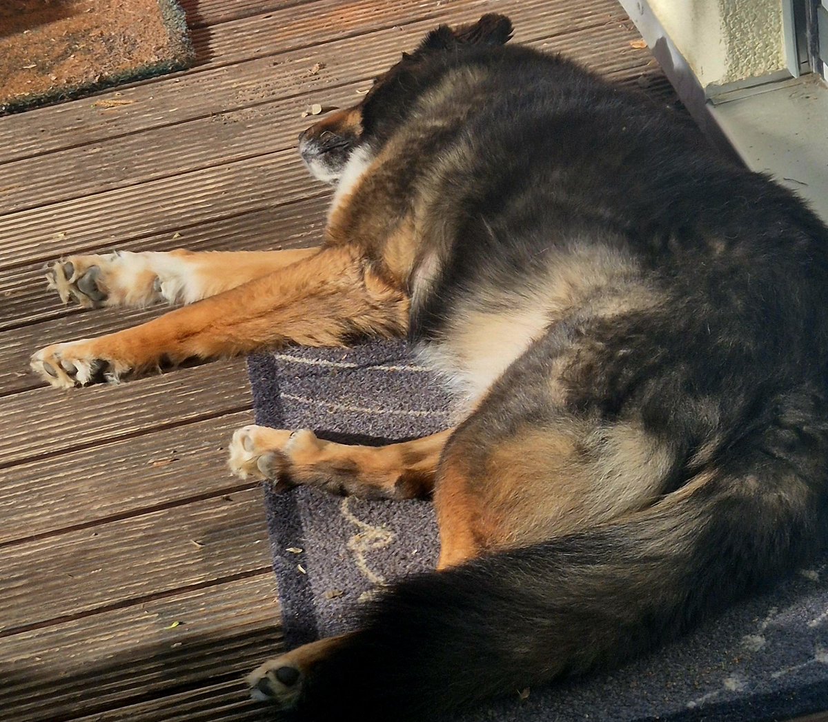 AlexDerWuff's tweet photo. Ich finde ja, in der Sonne zu schlafen ist der beste Schlaf...🥰 Habt ein schönes Wochenende liebes #Twitterrudel https://t.co/iO6vtLO6BK