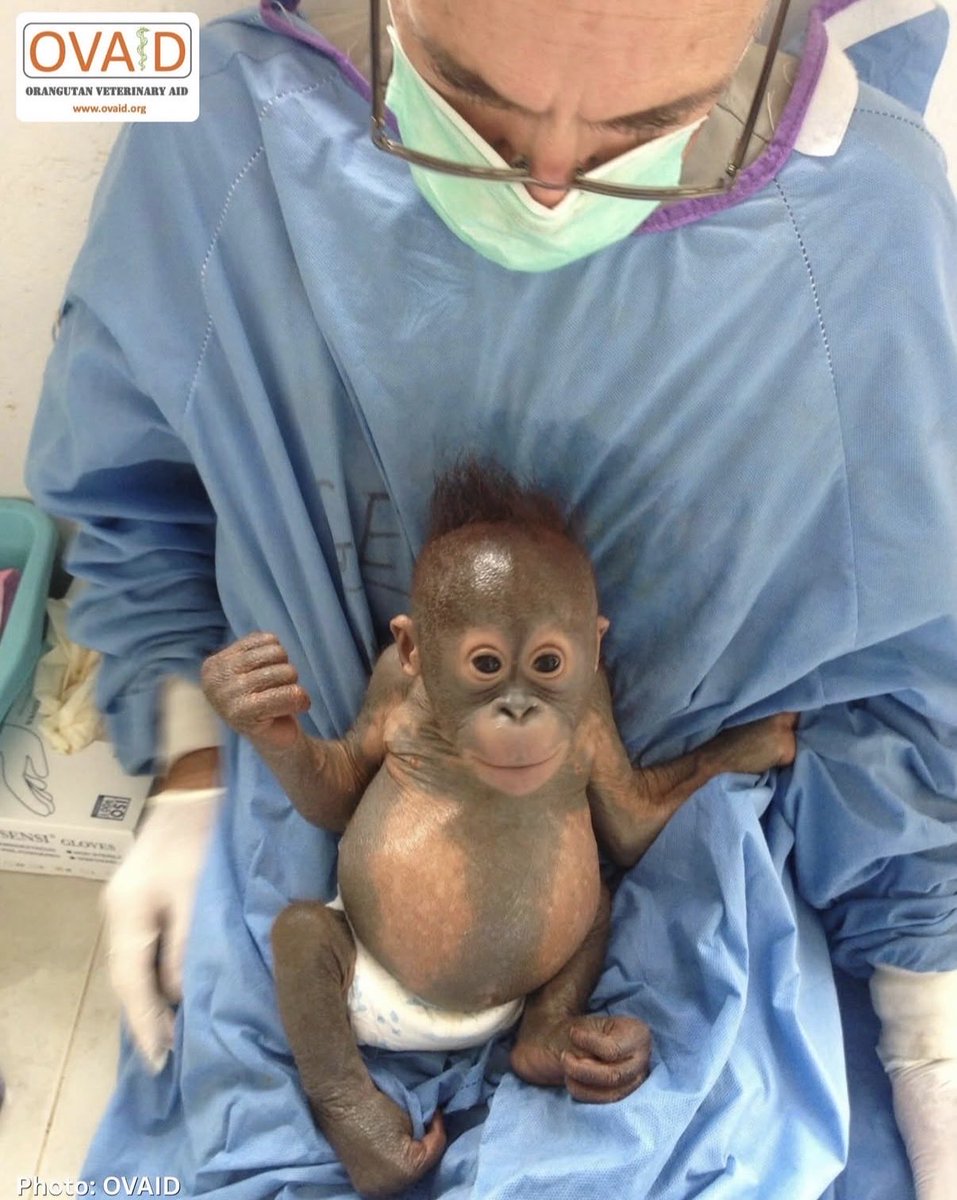 yomyorangutan's tweet photo. Hello guys I was born with a big belly 🙂‍↕️☺️ https://t.co/SCk1tXkfRO