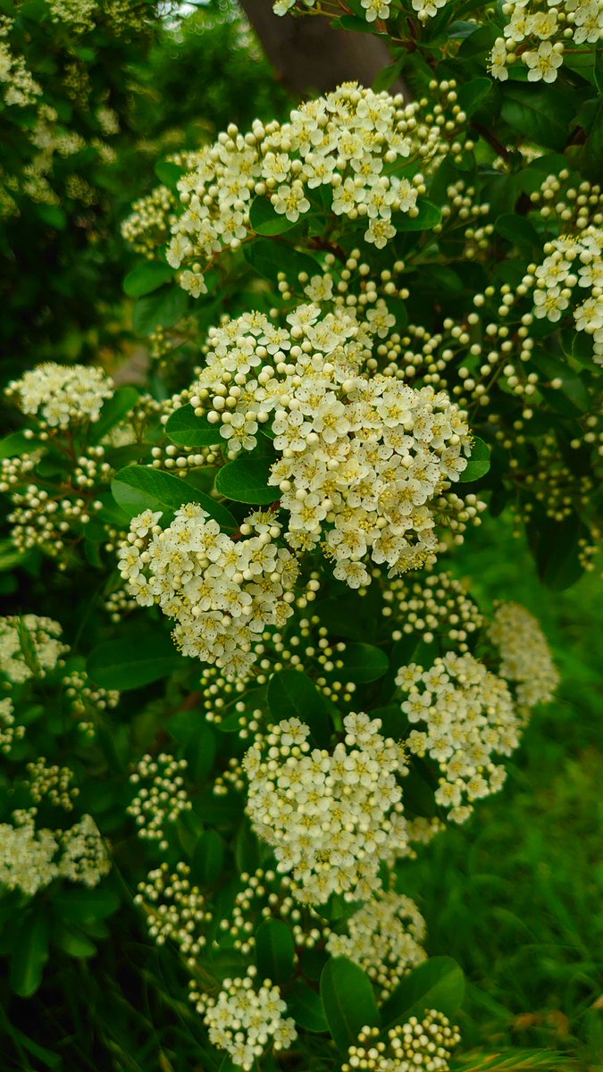 KiwaSaokmw's tweet photo. #ピラカンサ #常磐山査子
#Pyracantha #Firethorn
#愛嬌
#TLを花でいっぱいにしよう
#TLを緑でいっぱいにしよう https://t.co/bS8cVVRKfJ
