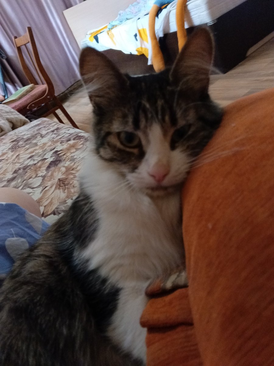 Кошковый ус tweet media