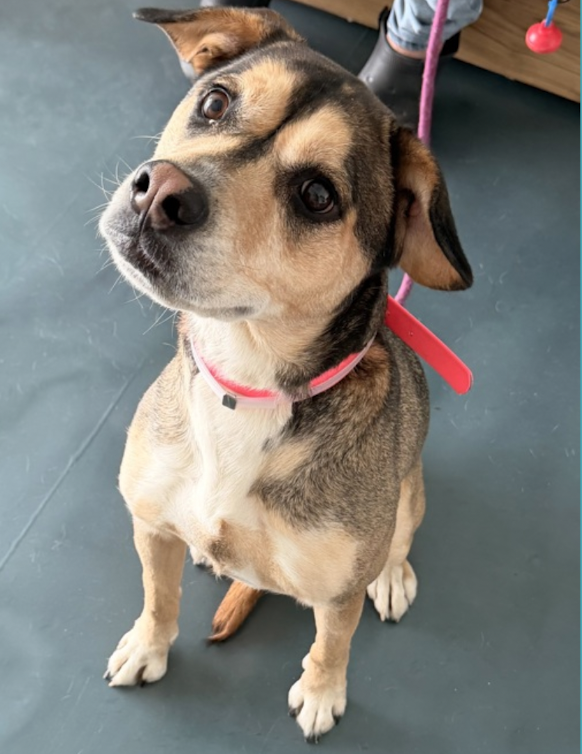 BeeDoDoobieDo's tweet image. #New dog who has lost her home💔
NINA, 😰her parent is moving out of the 
country. Left behind, Nina has known love in her life, groomed/nails trimmed~curious🥹
♥️social, affectionate, quiet at times, playful+active

nycacc.app/browse/252463 
Fearful in shelter, allows little