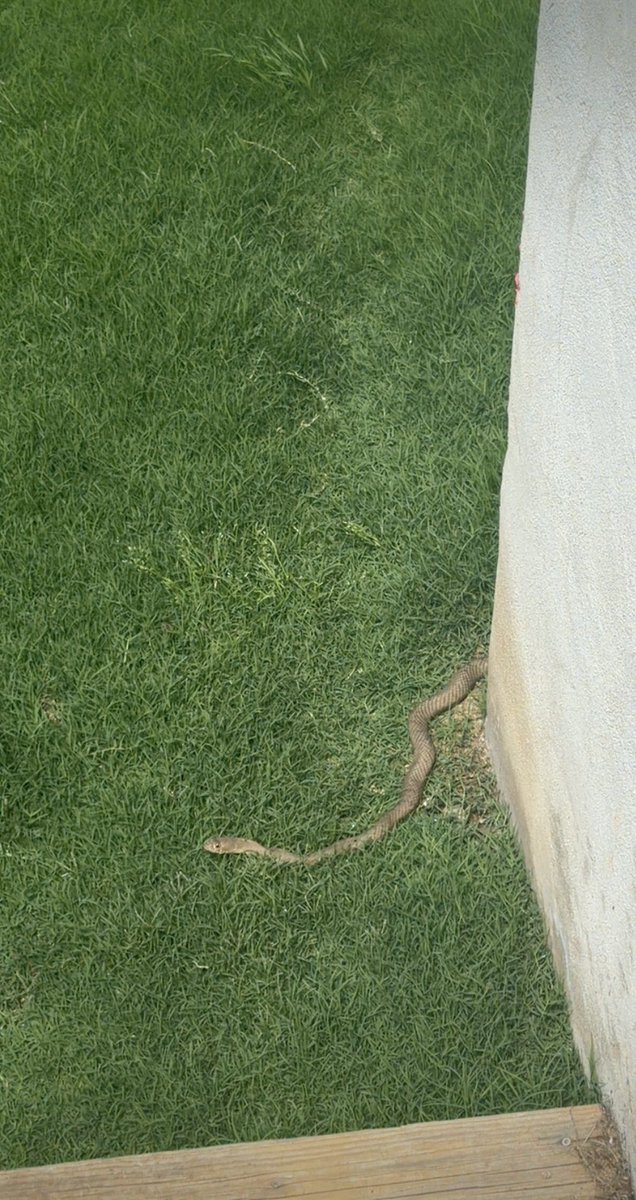 NakitaLynn28759's tweet photo. Selfie Saturday! Heading out to get my steps in and avoid snakesβ¦I found 3 in my yard yesterday π
#Nakitalynn #streamfans #onlyfans #Austin https://t.co/PuRwUQFPLT