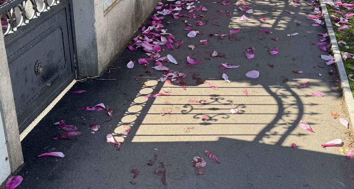 Fallen magnolia petals