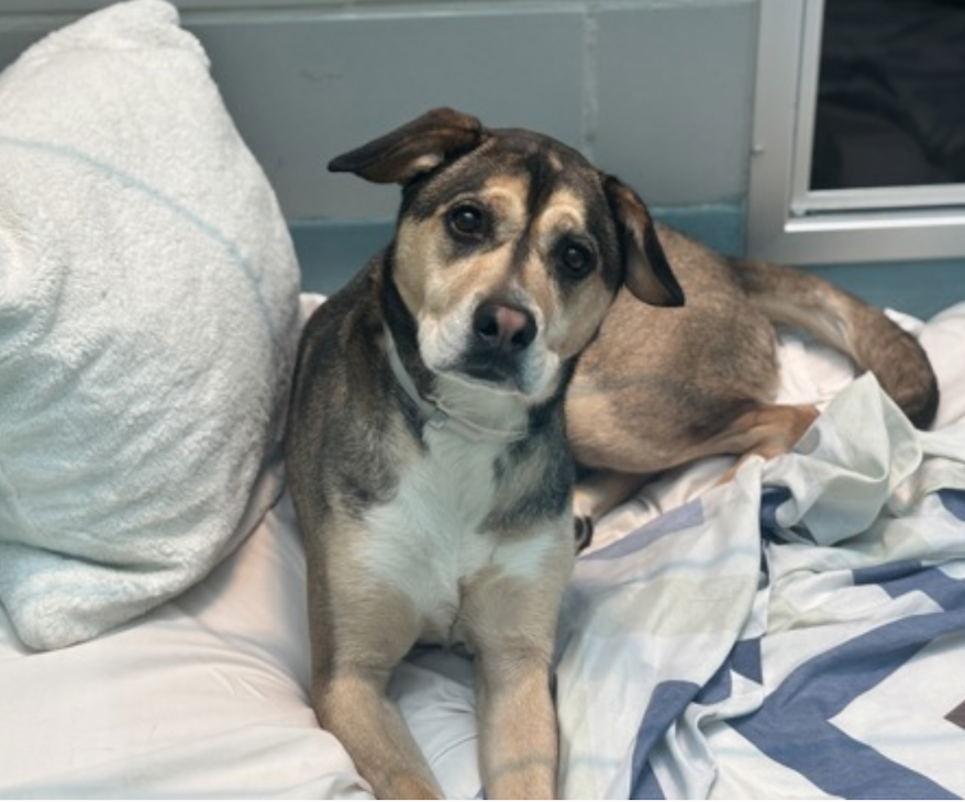 BeeDoDoobieDo's tweet image. #New dog who has lost her home💔
NINA, 😰her parent is moving out of the 
country. Left behind, Nina has known love in her life, groomed/nails trimmed~curious🥹
♥️social, affectionate, quiet at times, playful+active

nycacc.app/browse/252463 
Fearful in shelter, allows little