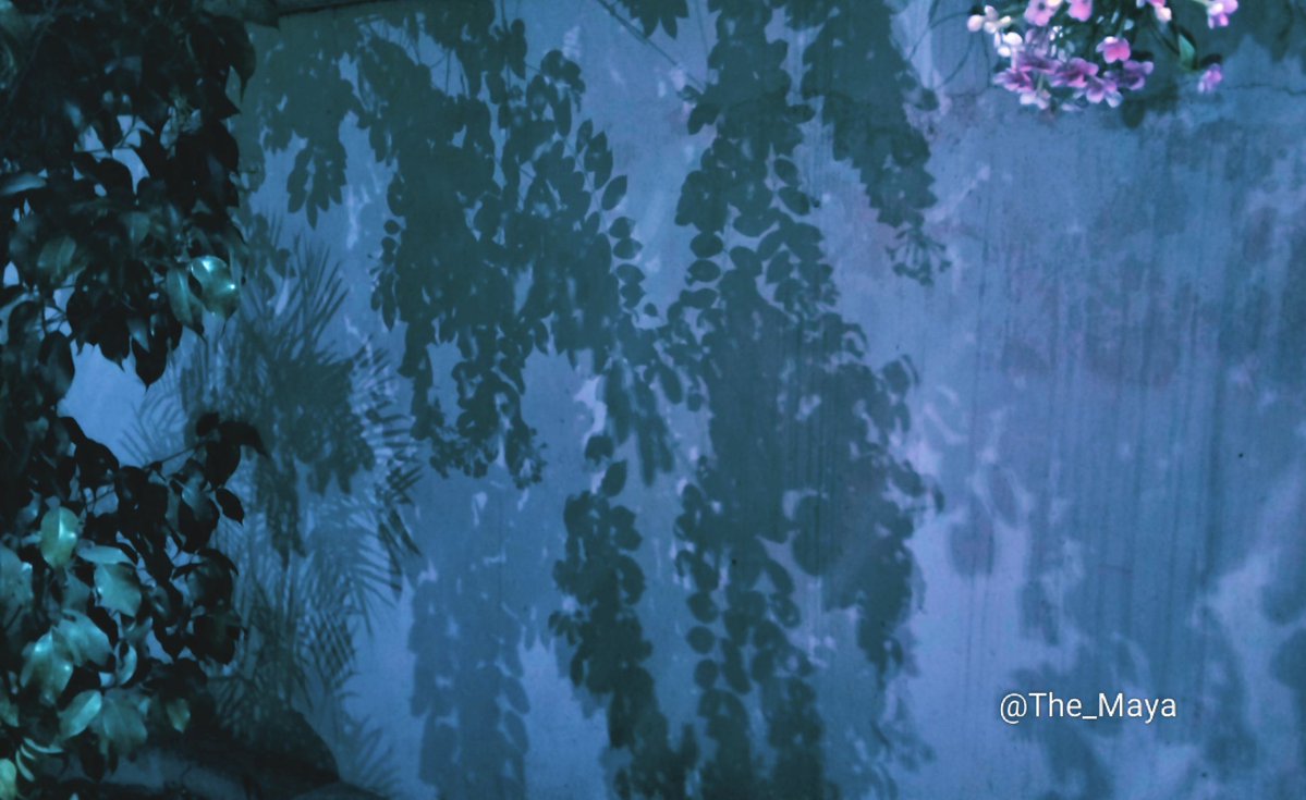 The_Maya tweet media