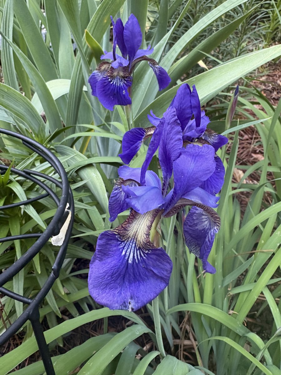 cisa_cisah's tweet image. My garden is in full bloom 🥰
#peony 
#iris 
#amaryllis