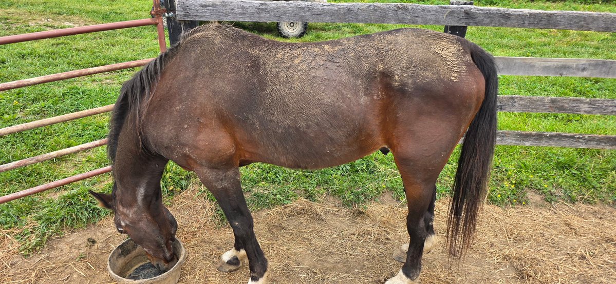 Mane Characters Equine Reserve & Retirement tweet media