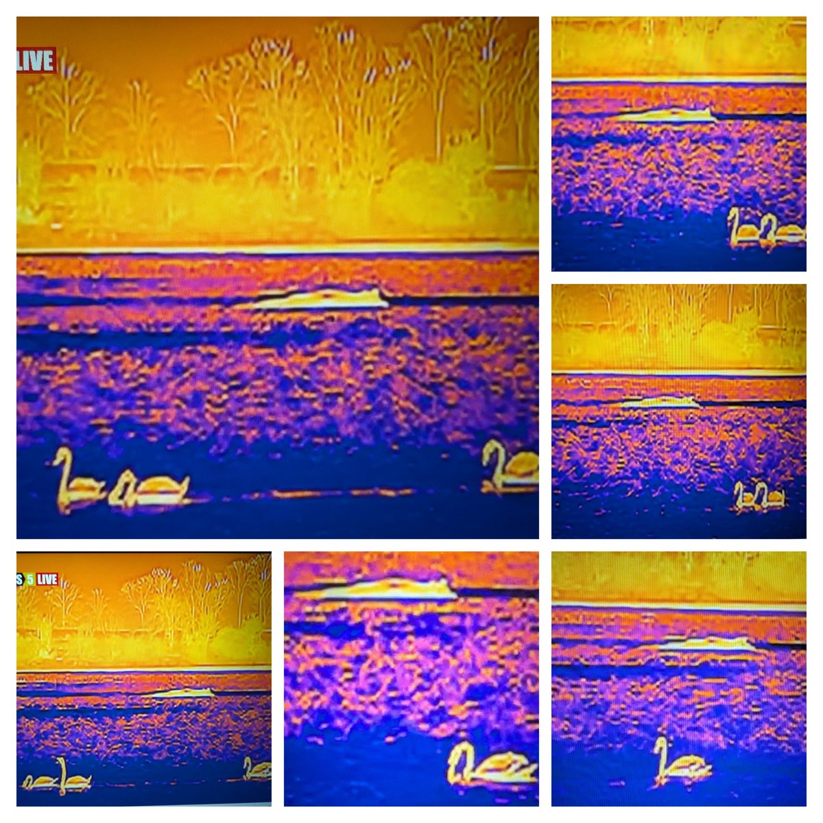 WettmannNicole's tweet image. Die haben schon länger Interesse an ihm😍😂.
Habe vor ein paar Tagen Nachts bei News5live was gesehen, und musste ein paar Bilder machen...

Danke News5live für die tolle Überwachung bei Nacht mit der Wärmebild Kamera 😍
Vive la/le Hope 💚🐳💚
#Hope #Timmy #Buckelwal
❤️🐳❤️