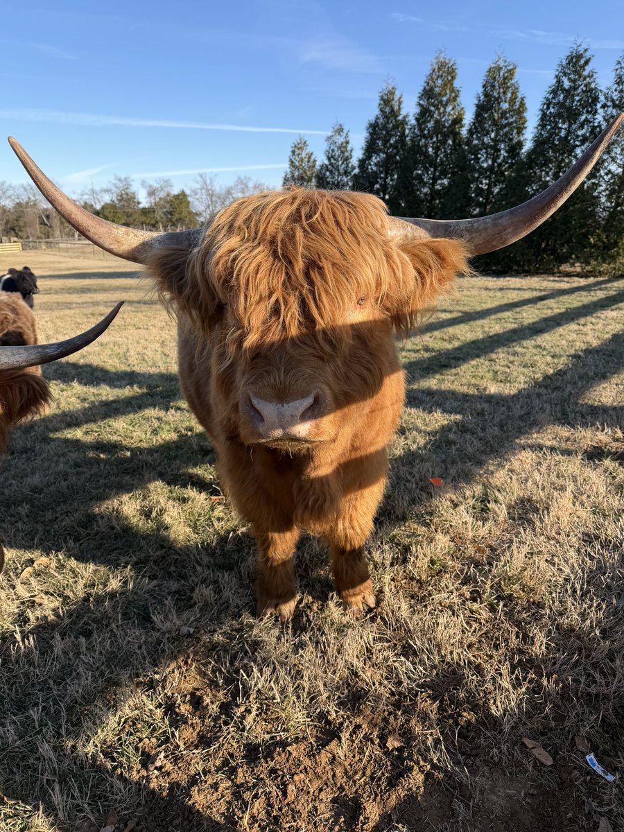 Riley Gaines tweet media