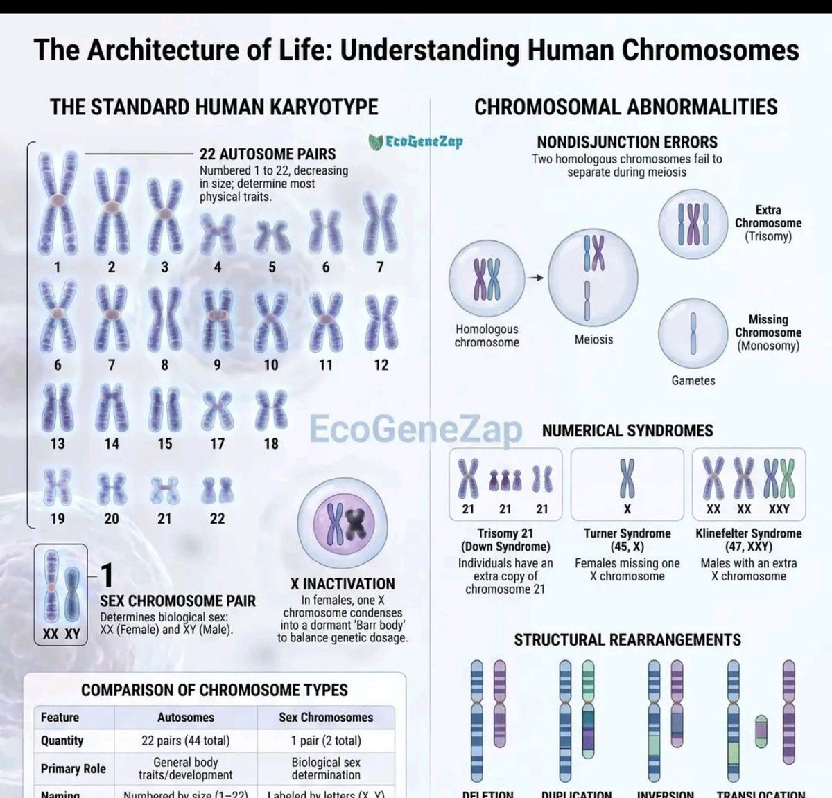 The normal human karyotype consists of 23 chromosome pairs: 22 autosomal pairs responsible for most phenotypic traits, and one pair of sex chromosomes (XX or XY) determining biological sex.

Chromosomal abnormalities arise from errors during cell division, leading to numerical