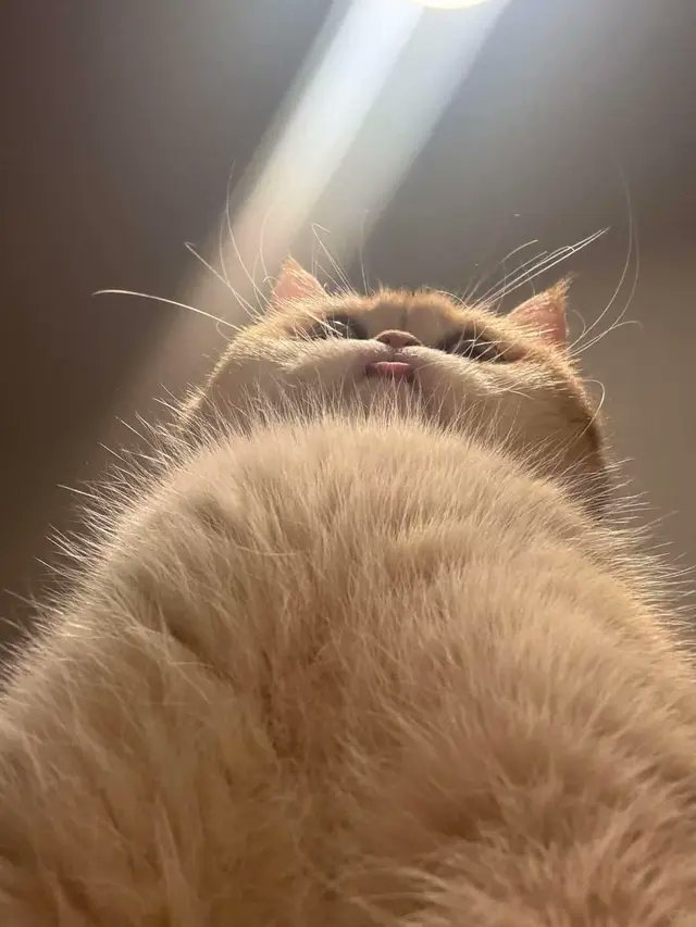naagle's tweet photo. ぶぅ。
https://t.co/M6OKIS34kY #ねこ #猫画像 https://t.co/MUwXIVU1vc