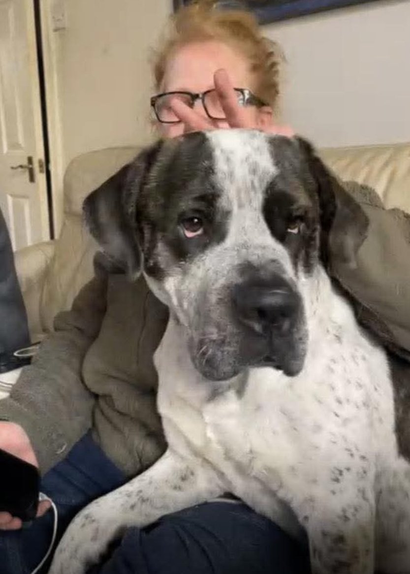 Missing Pets GB tweet media