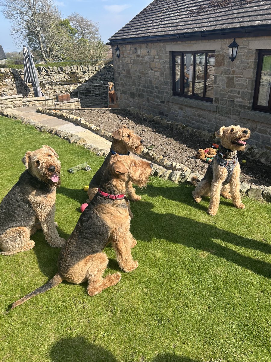 Reggie and Fred (OTRB)🌈The Airedales tweet media
